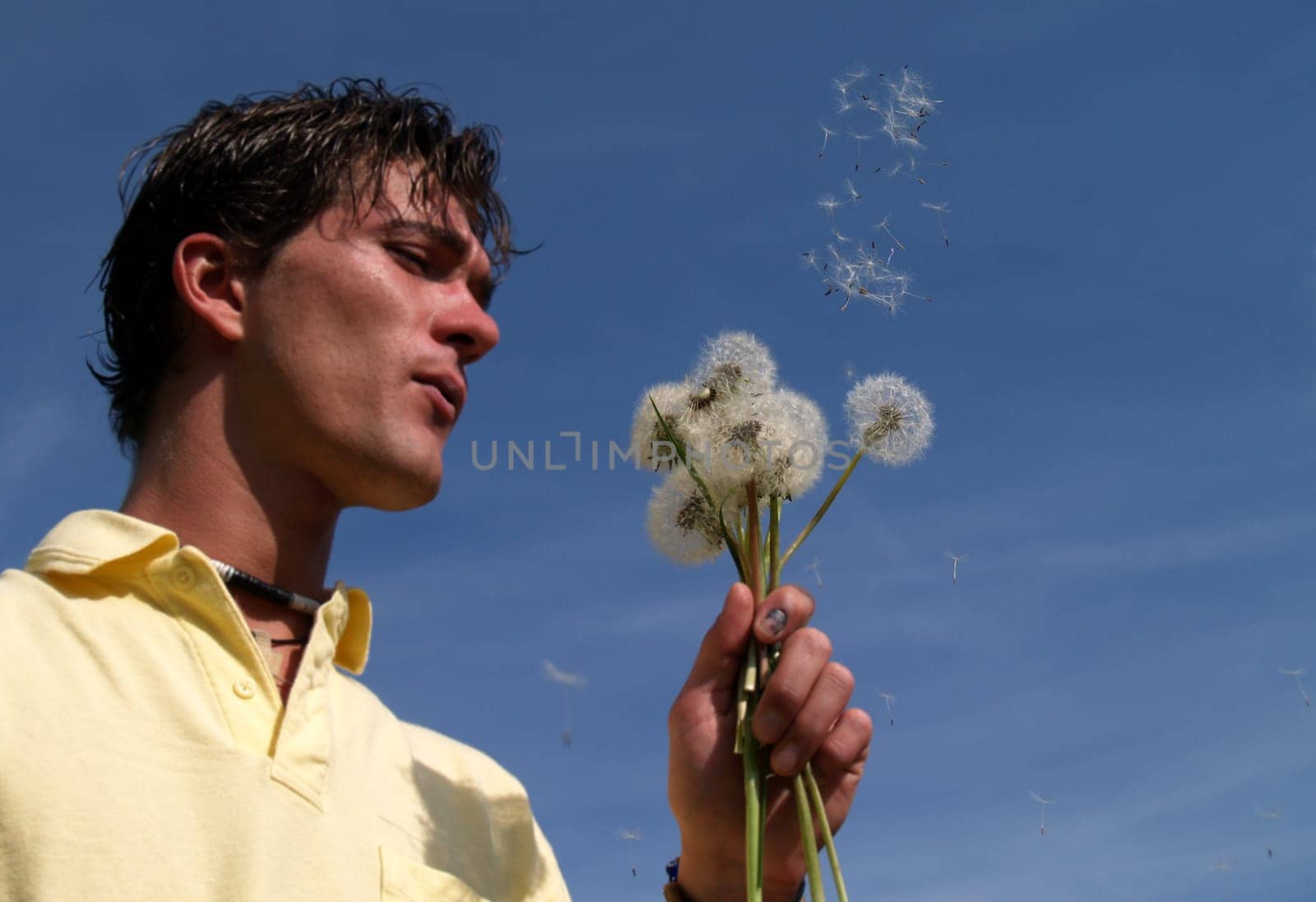 Dandelion