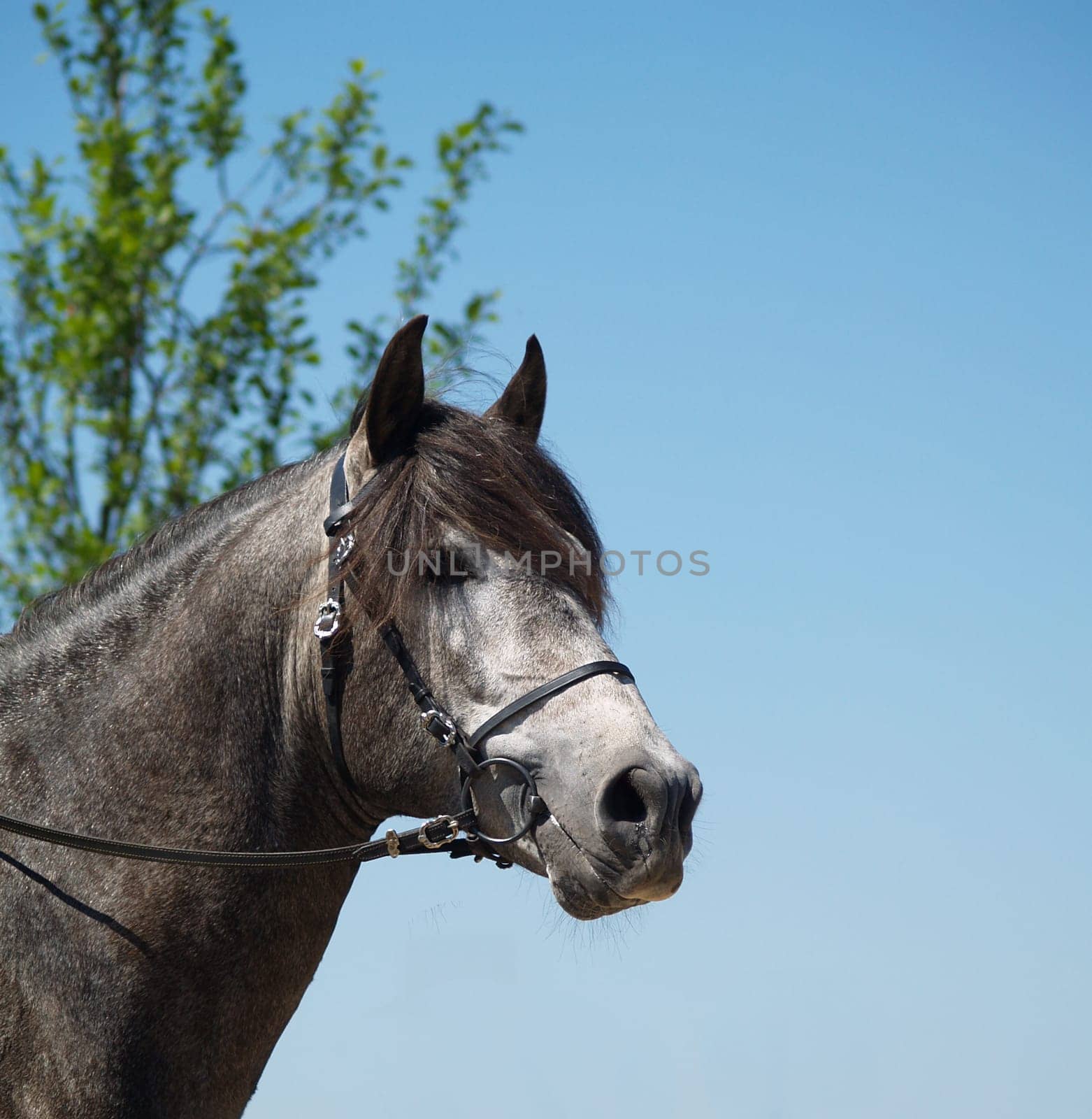 A 5 year old licensed PRE stallion. This photo was taken during a shoot on 11.06.2006