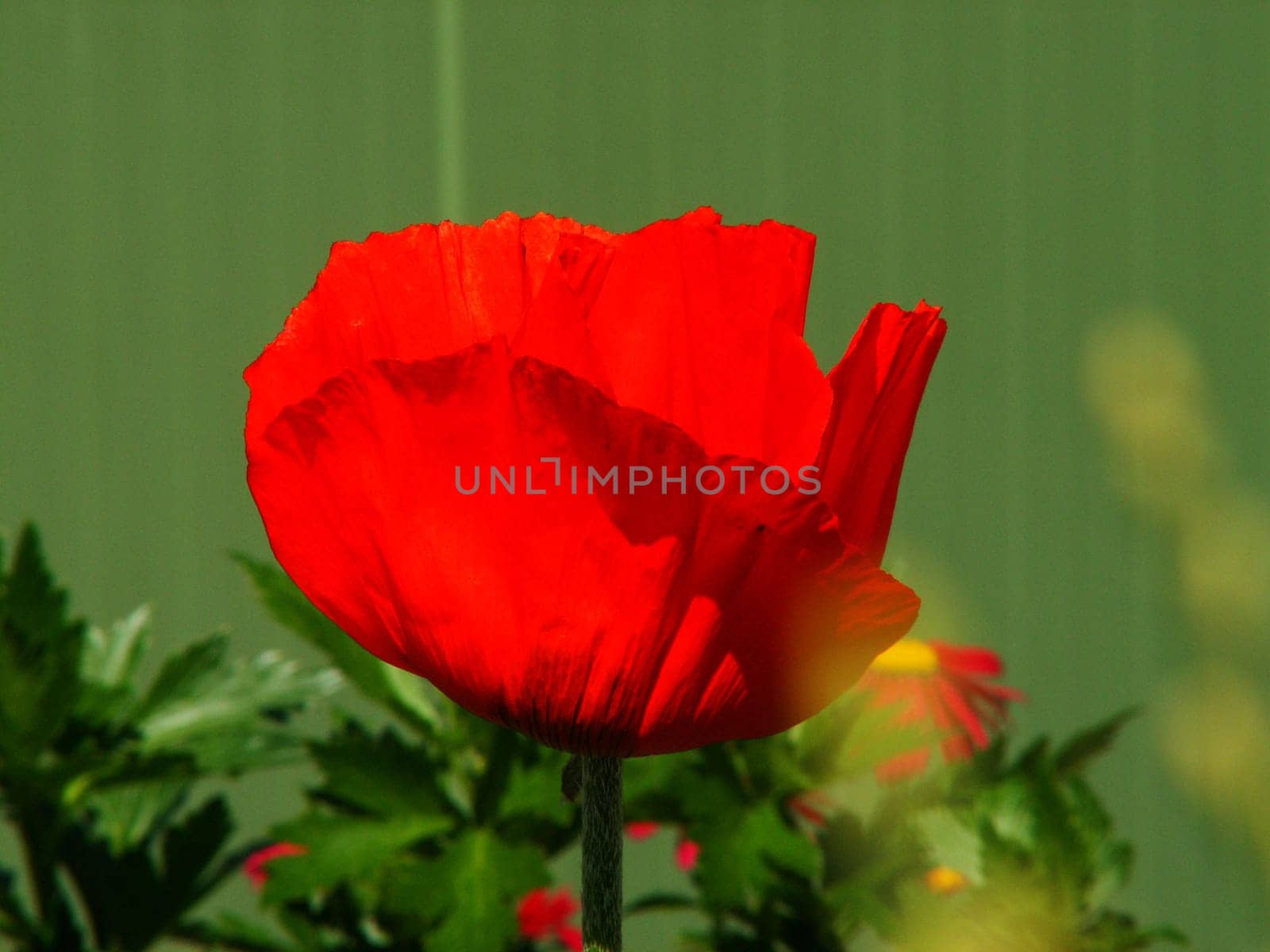 red-green