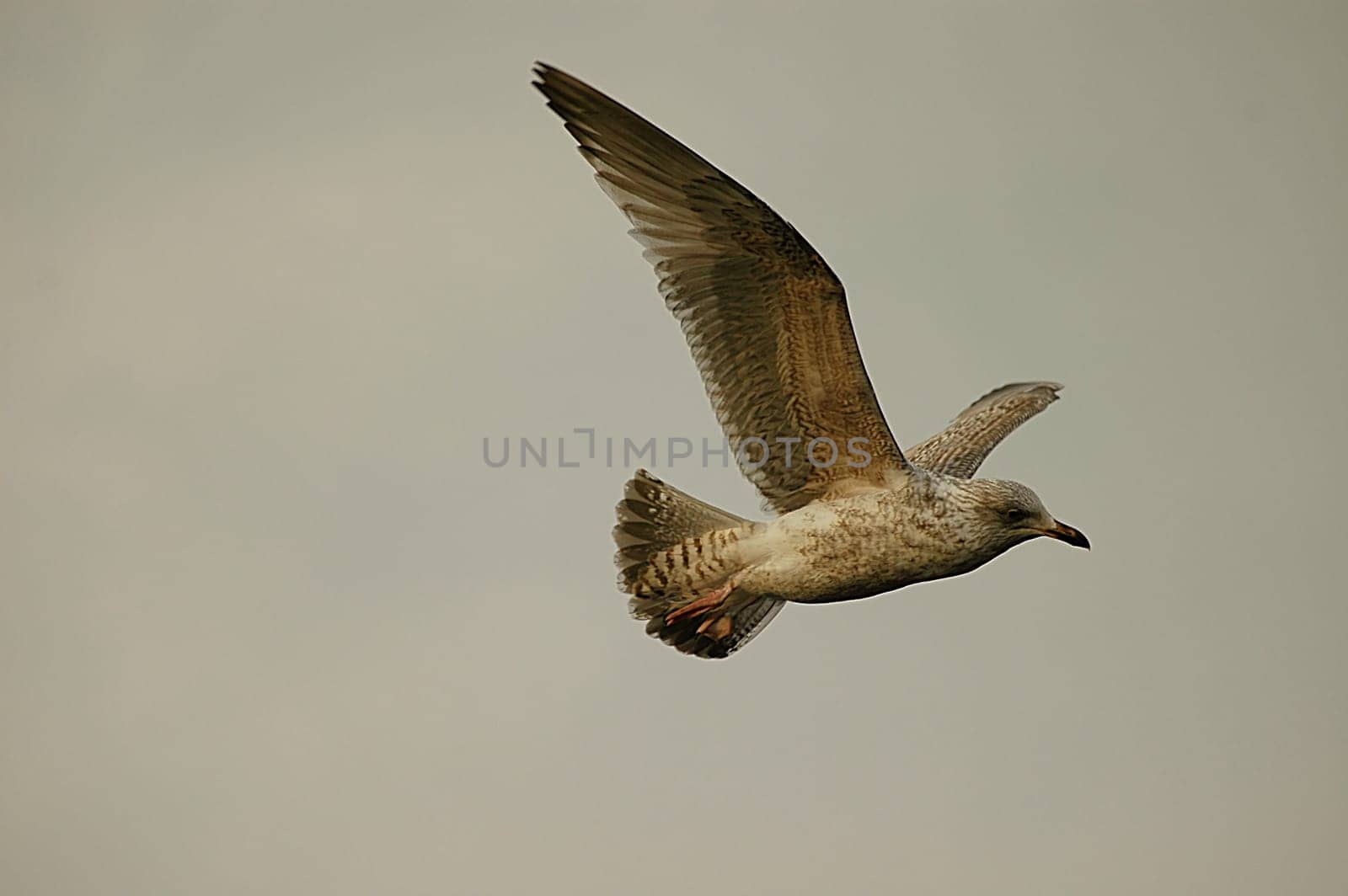 A flap of wings