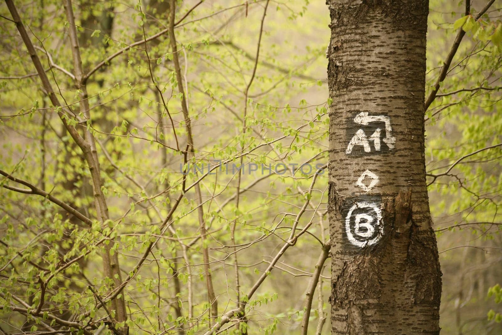 Hiking trail marking on a birch tree in the spring forest