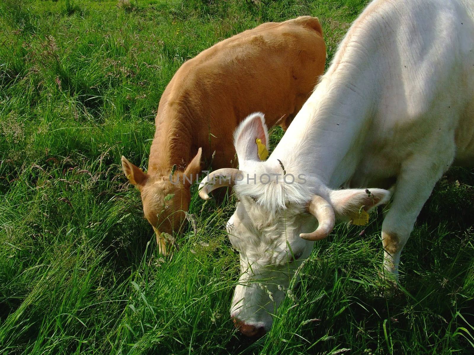 Cow and calf