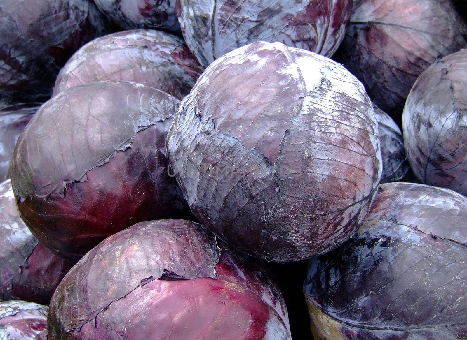 Red cabbage