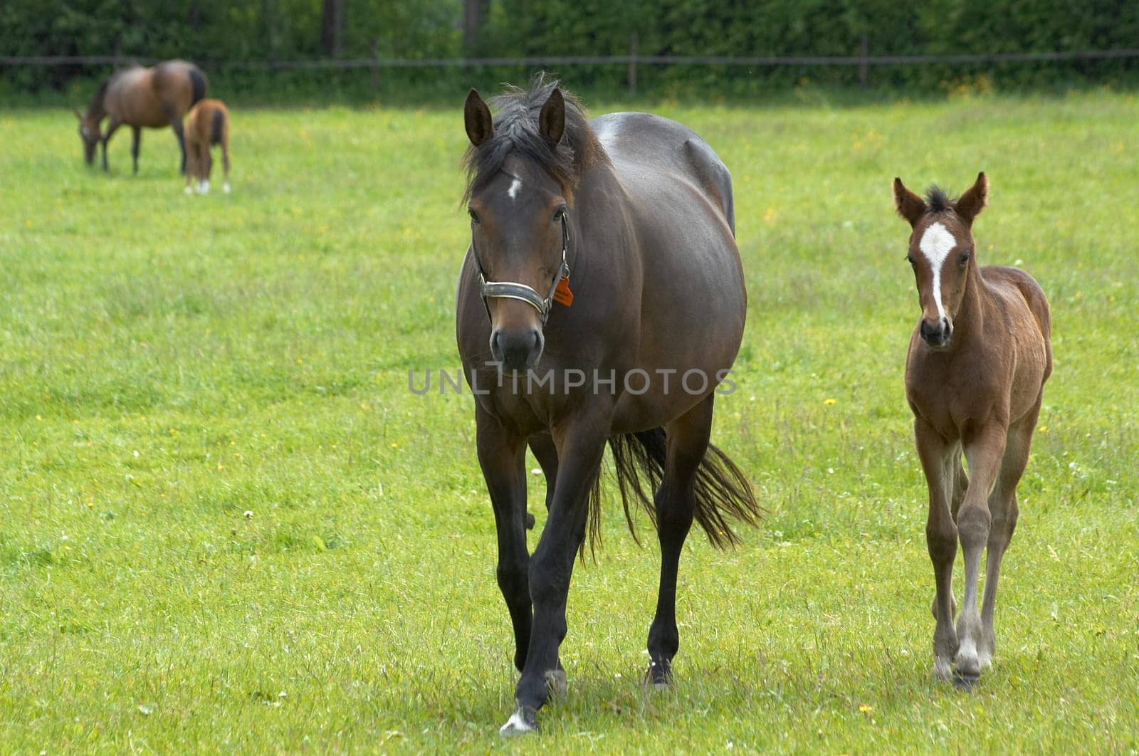 Mare with foal