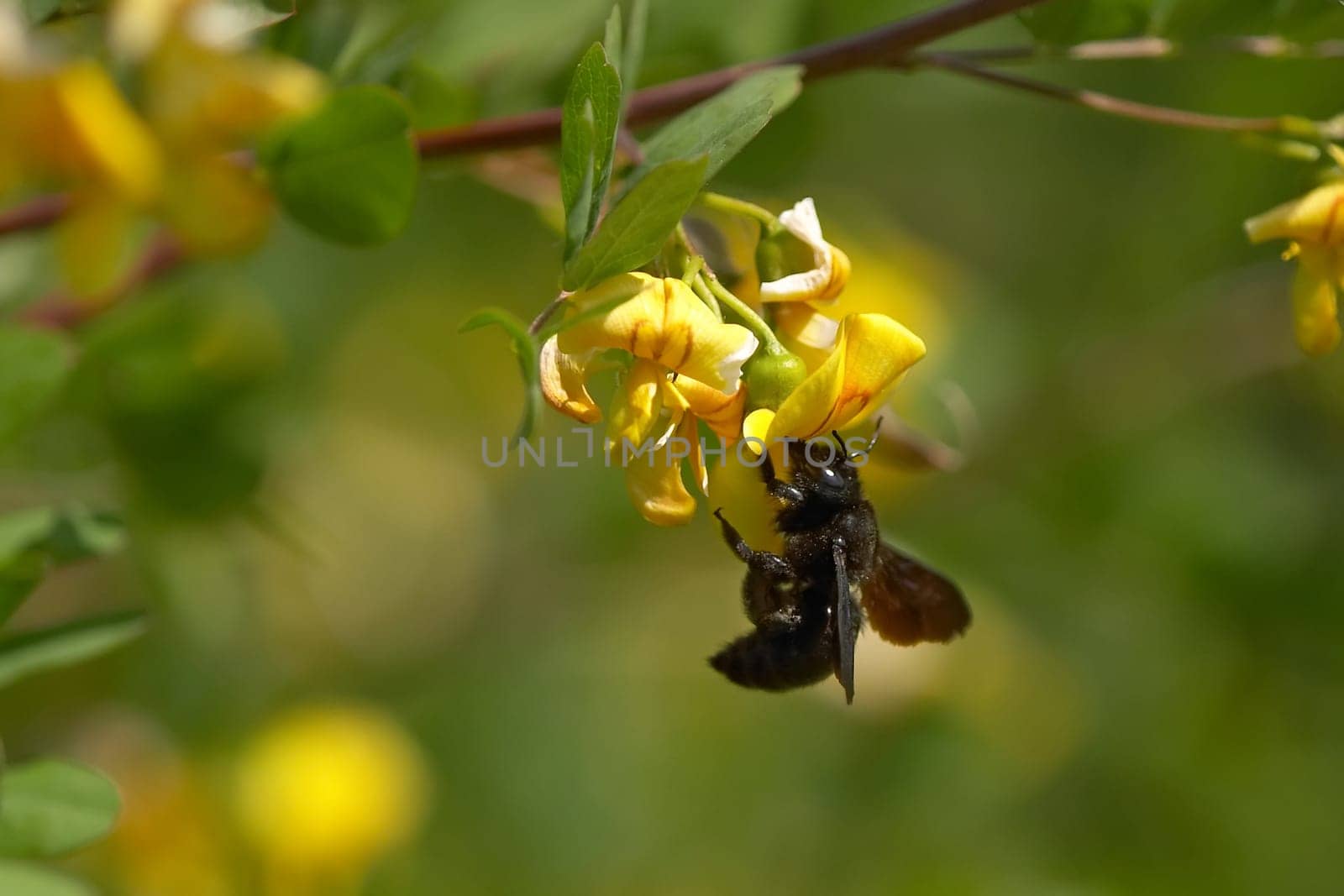 Carpenter bee