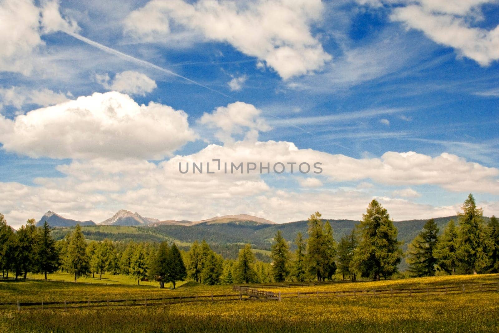 Alpine meadow