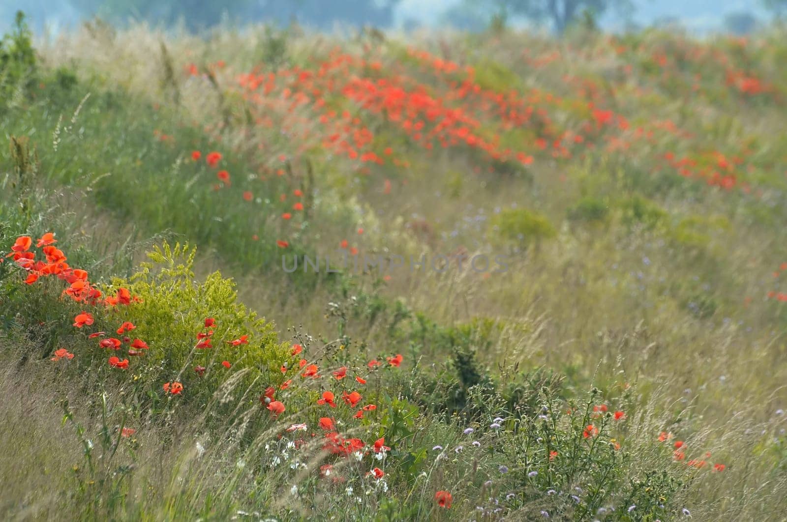 Blooming summer dike