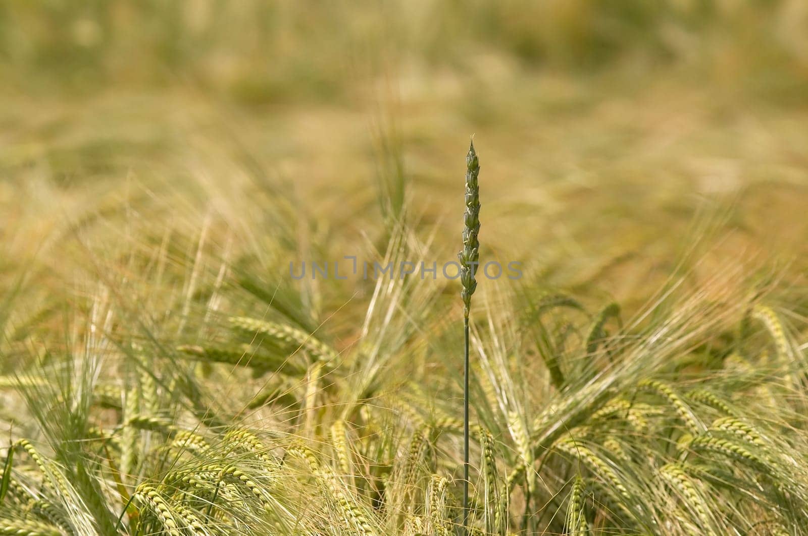 Cornfield