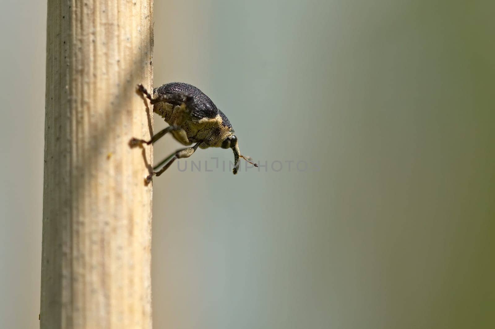 Weevil