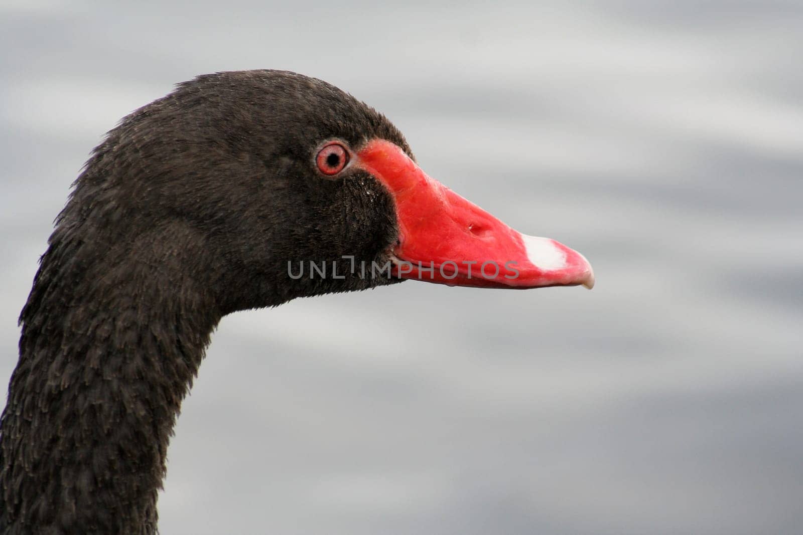 Black Beauty