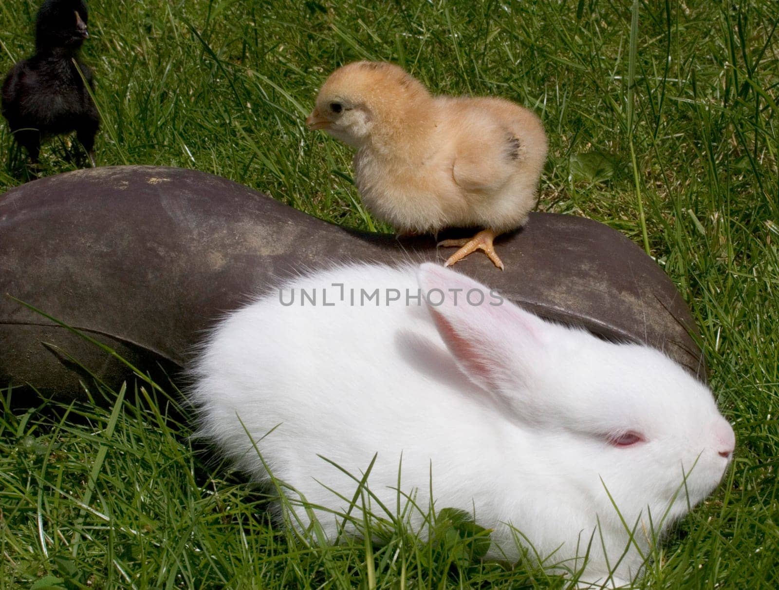 The White Rabbit and the Chick