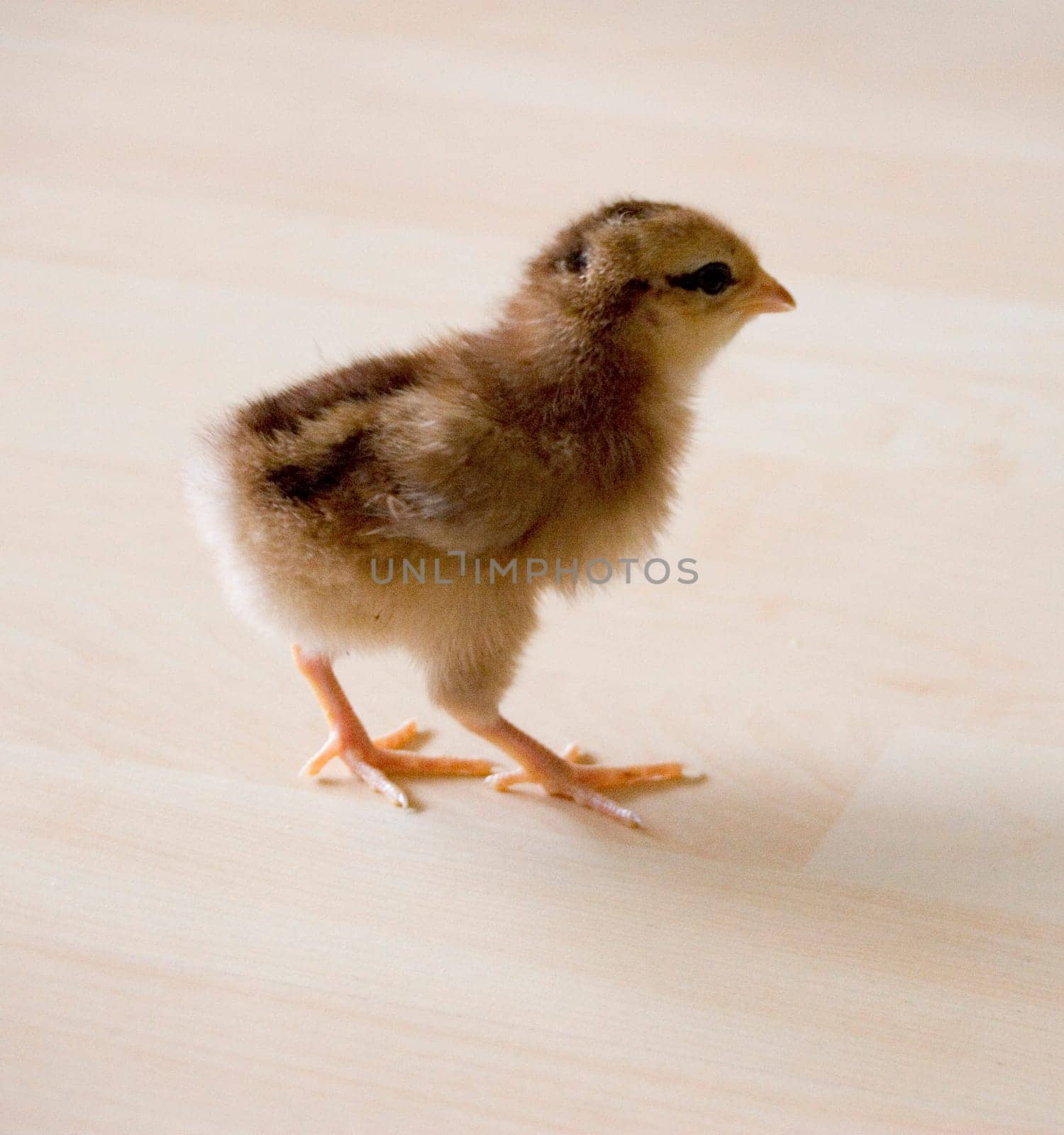 Chick