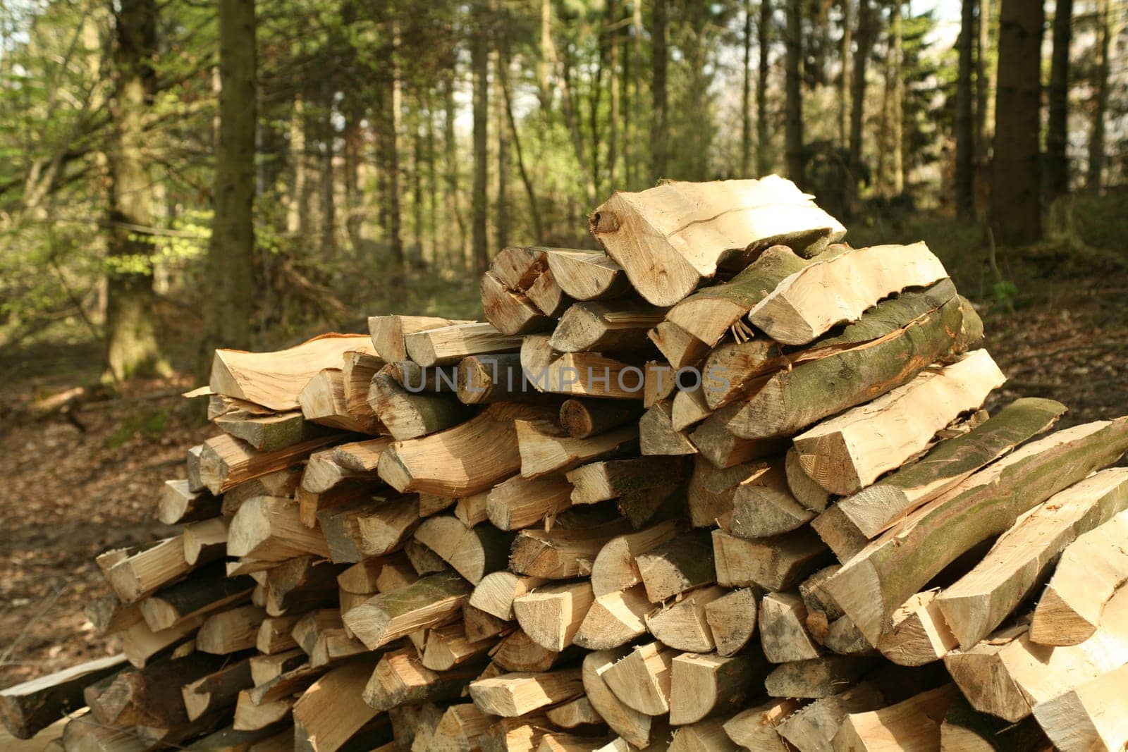 A pile of logs on a forest path