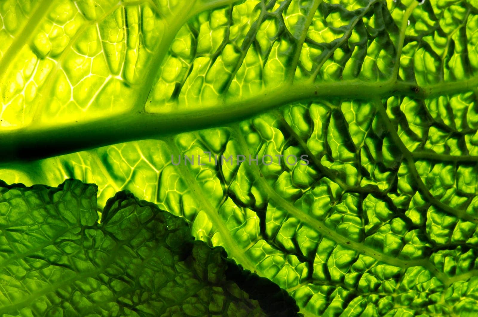 Savoy cabbage