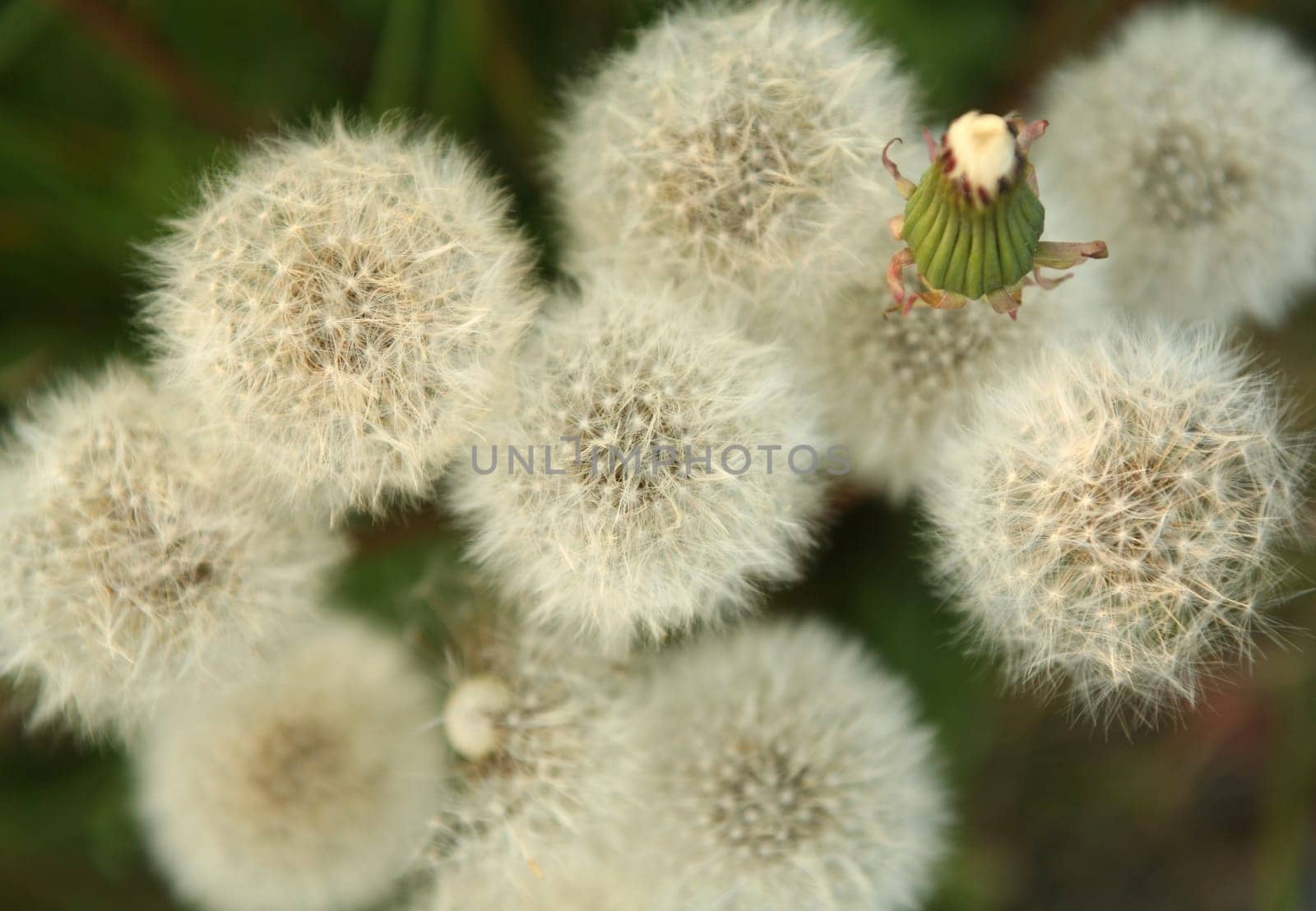 Withered dandelion