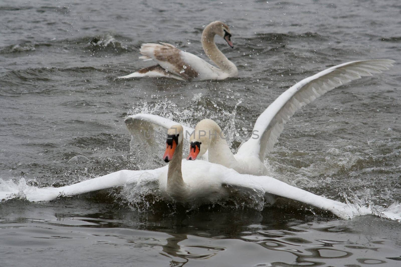 Swan Love (I)