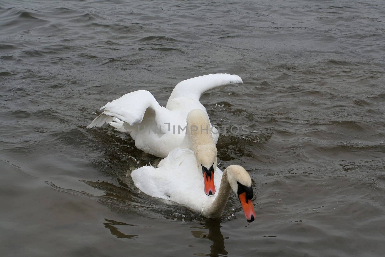 Swan Love (IV)