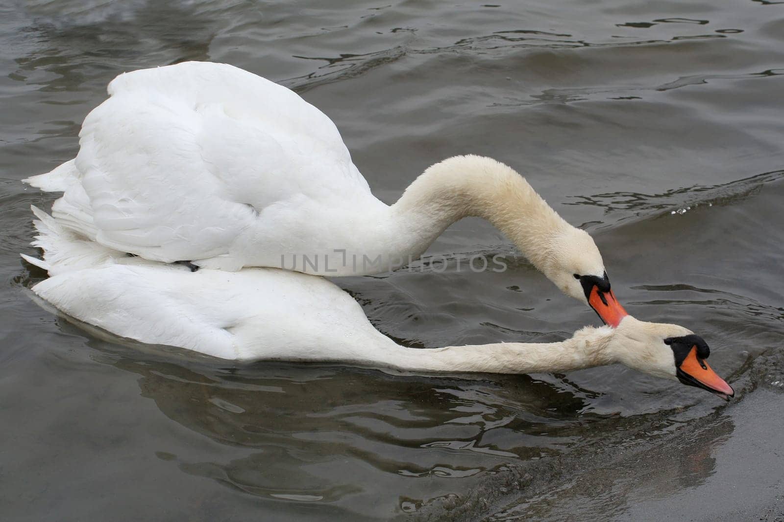 Swan Love (VI)