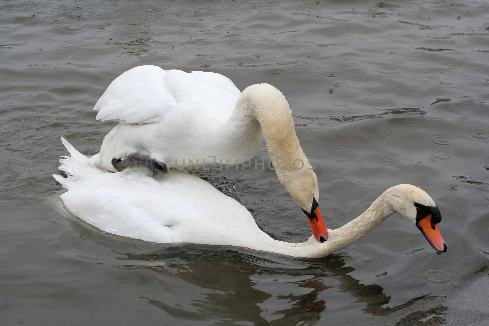 Swan Love (V)