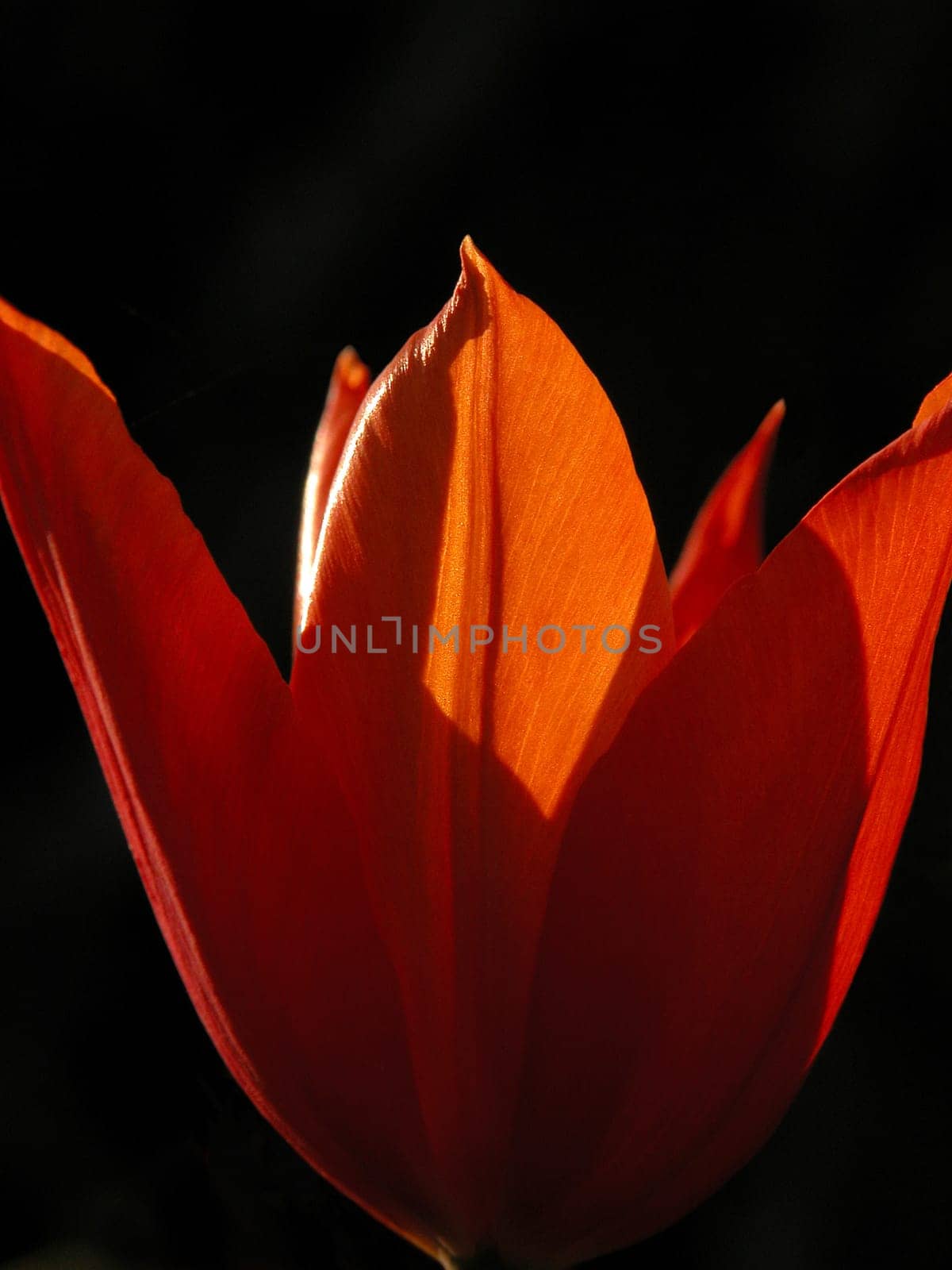 Red beauty