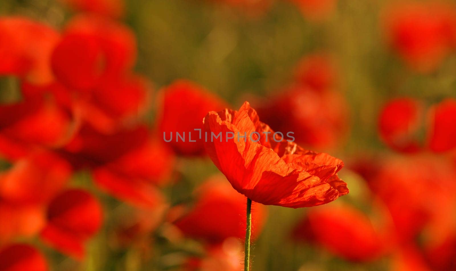 For a summer's day