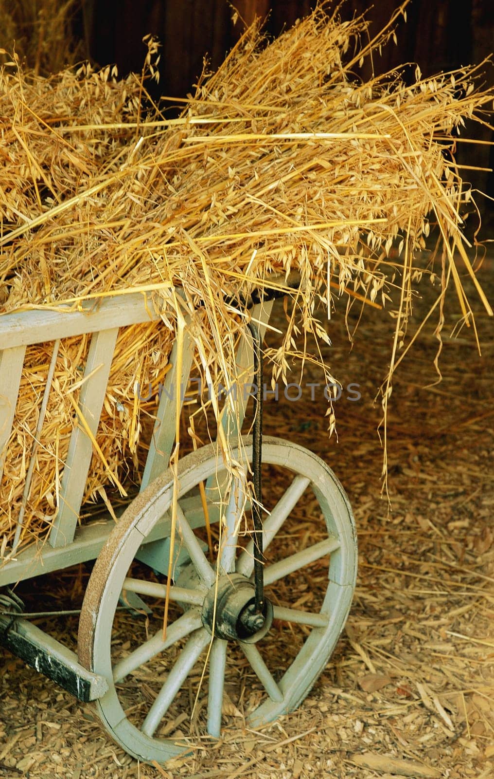 Grain harvest