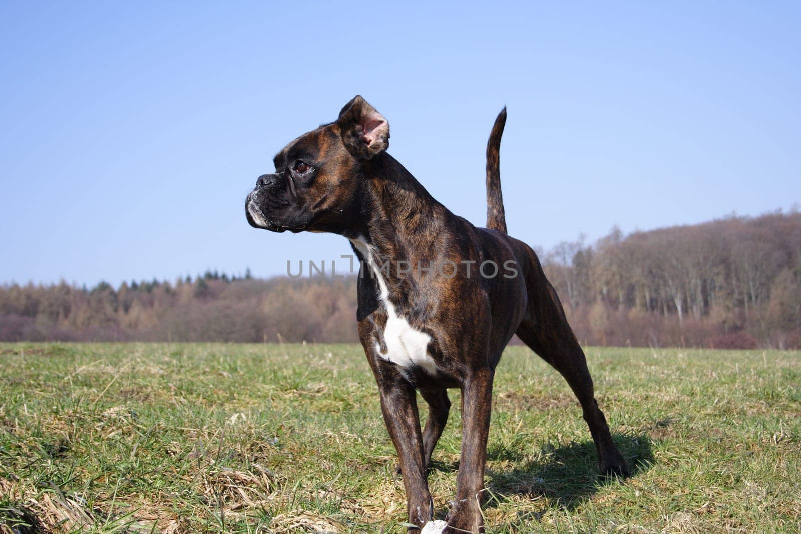 Boxer Luna standing