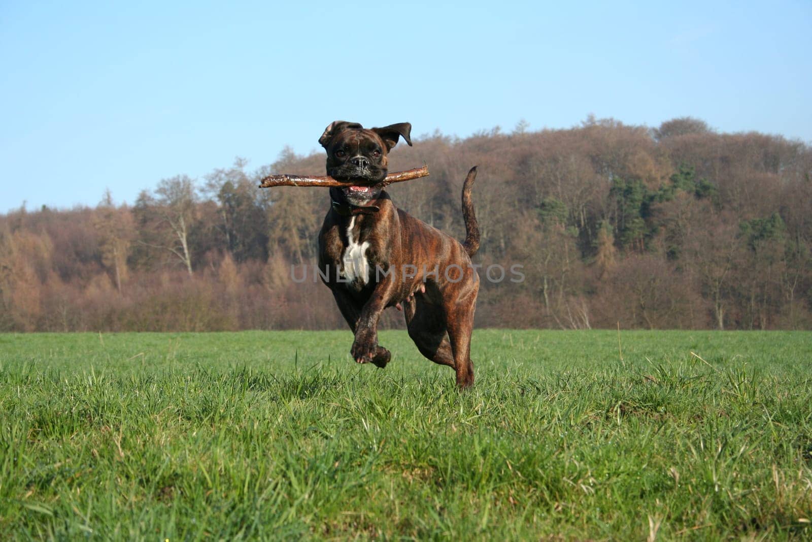Boxer in jump with stick