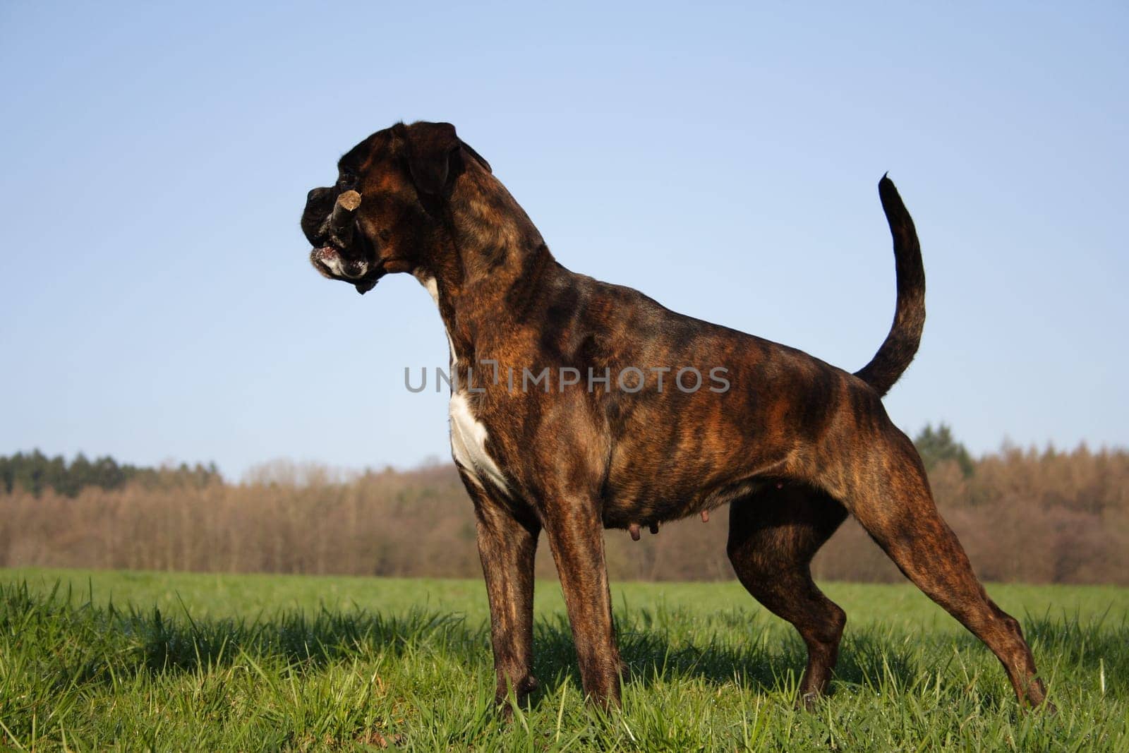 Boxer dog Luna in tension