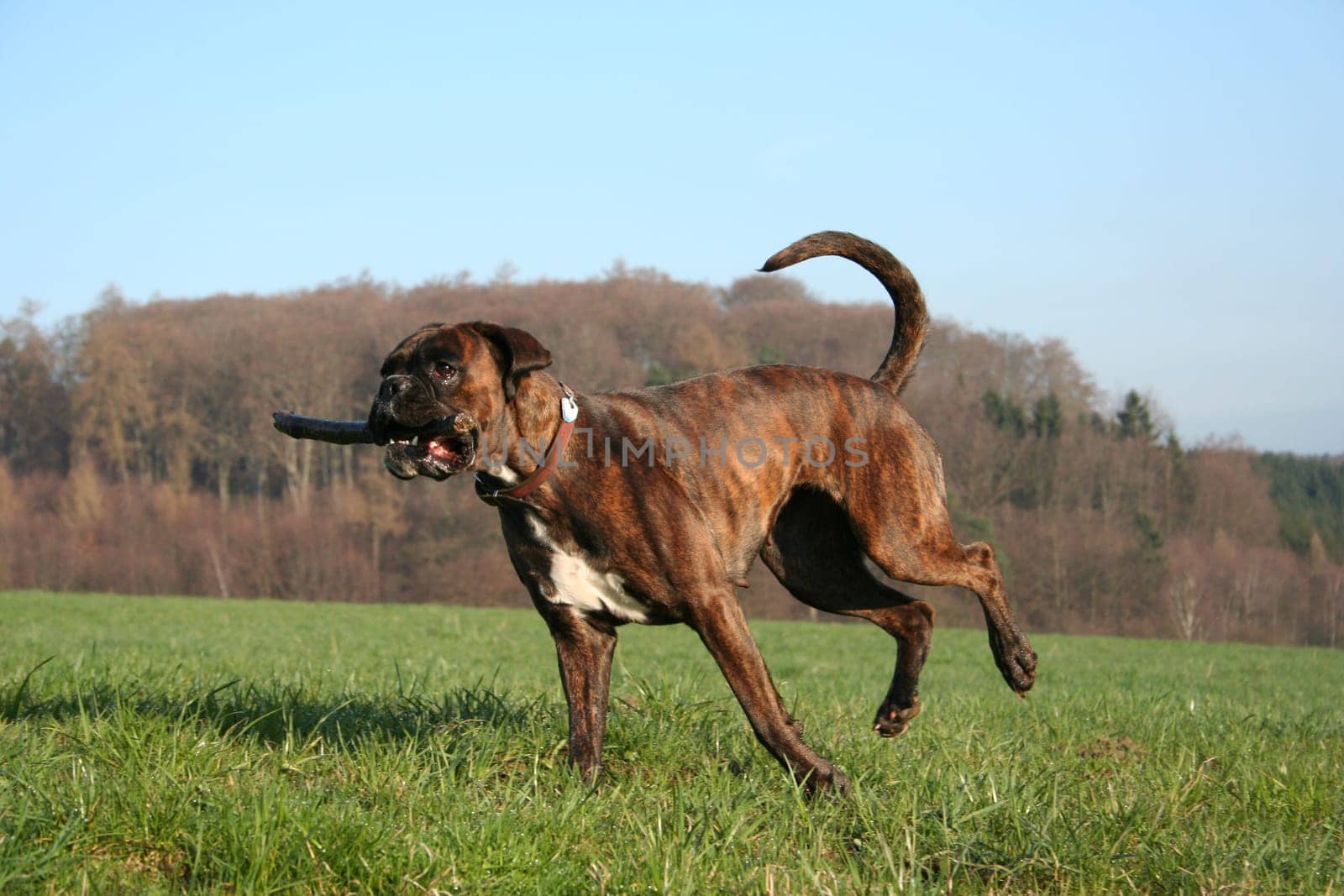 Boxer Luna in the run