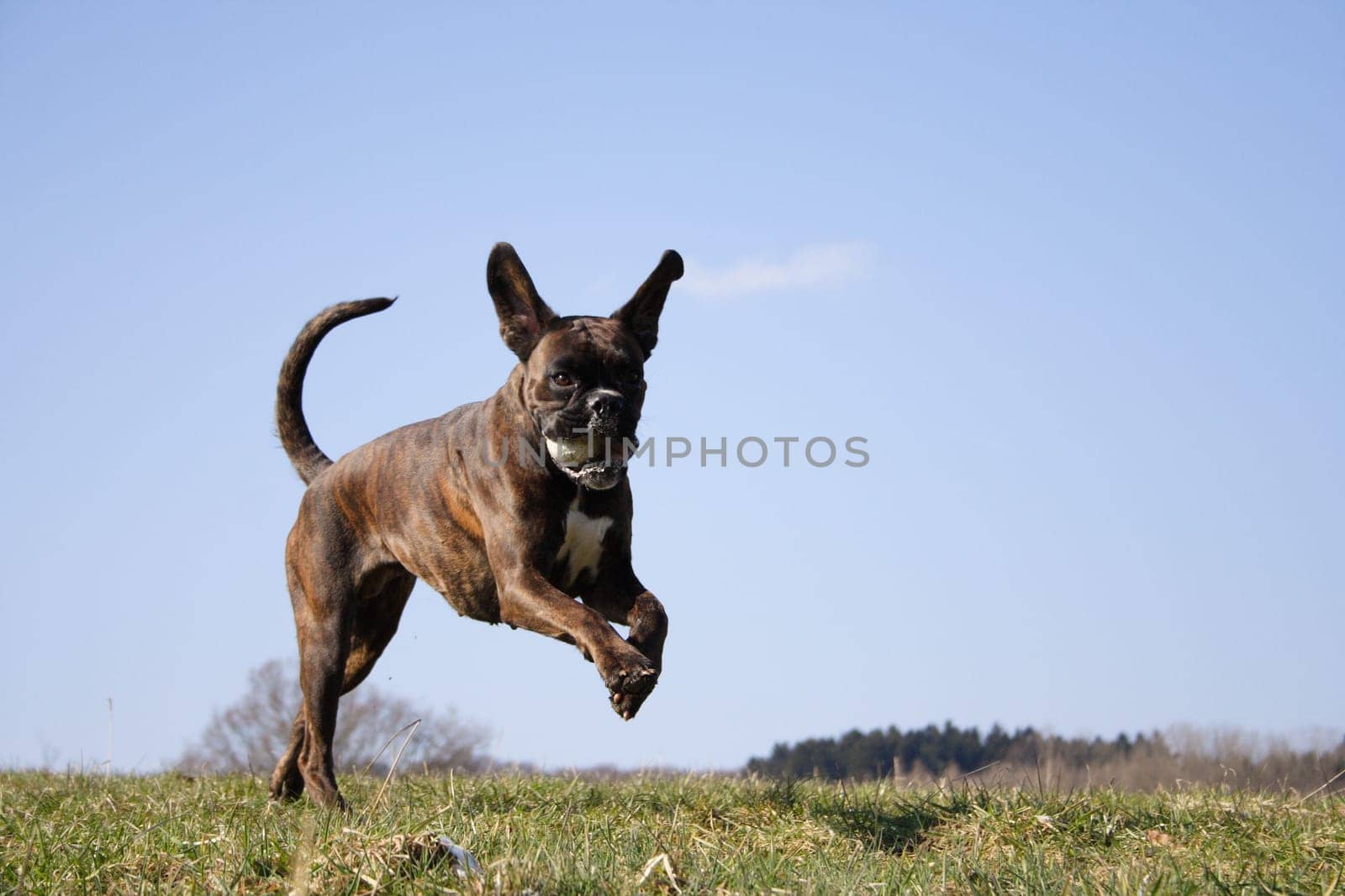 Boxer Luna in Action - Ball