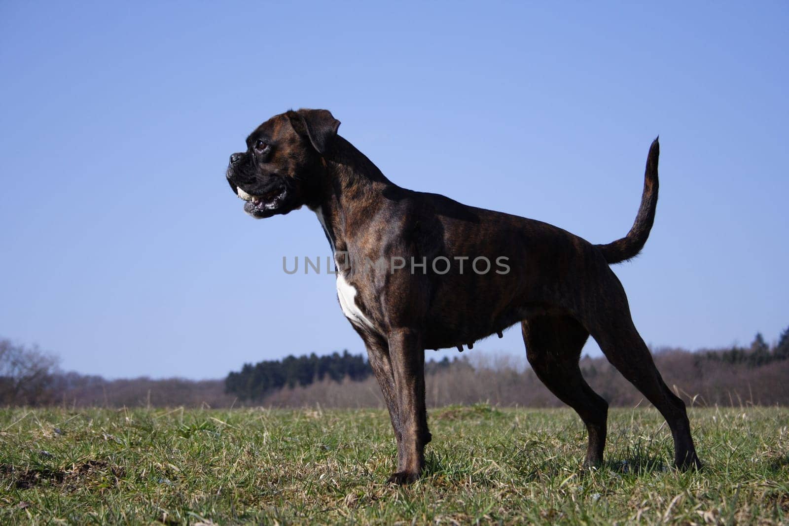 Boxer Luna in propulsion with ball