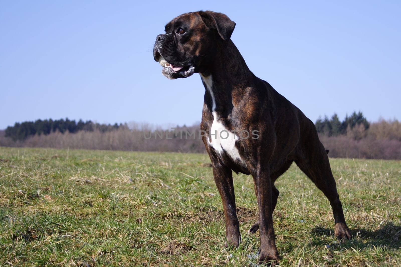 Boxer in pointing position
