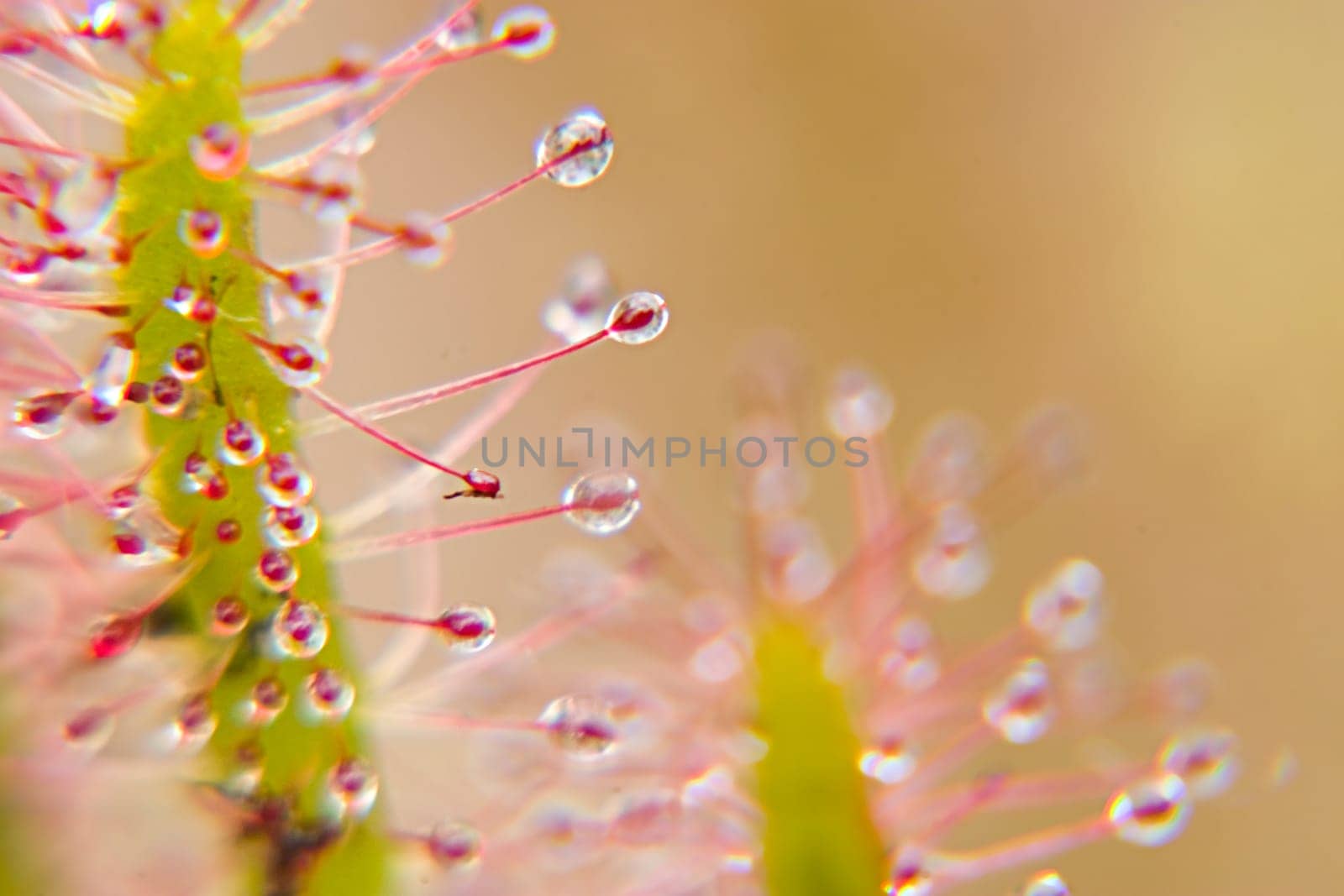 All carnivorous plants grow on extremely nutrient-poor soils and therefore depend on the nutrients of their prey. The sundew catches smaller insects with the help of sticky traps,which are reminiscent of dewdrops due to their appearance and thus