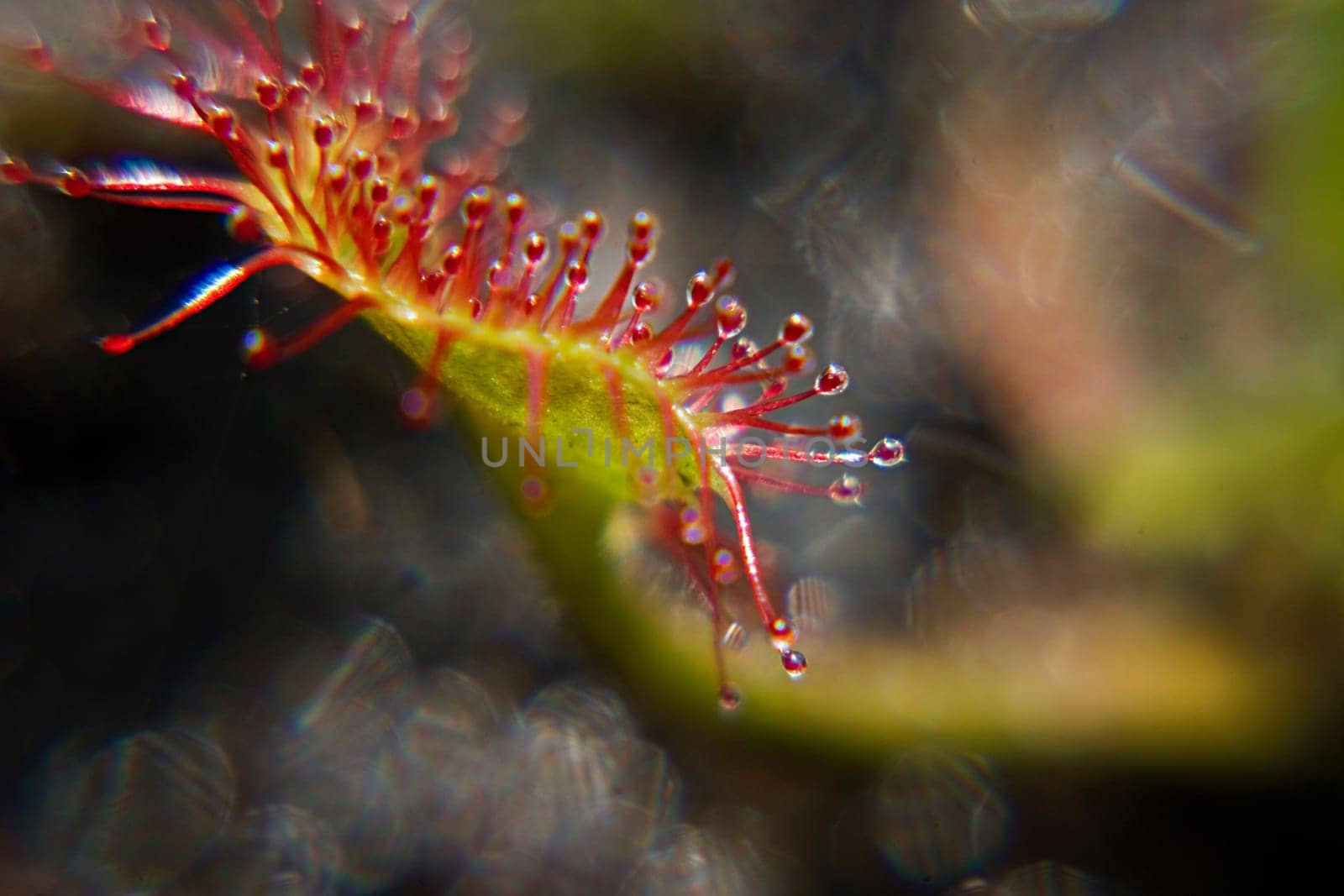 All carnivorous plants grow on extremely nutrient-poor soils and therefore depend on the nutrients of their prey. The sundew catches smaller insects with the help of sticky traps,which are reminiscent of dewdrops due to their appearance and thus