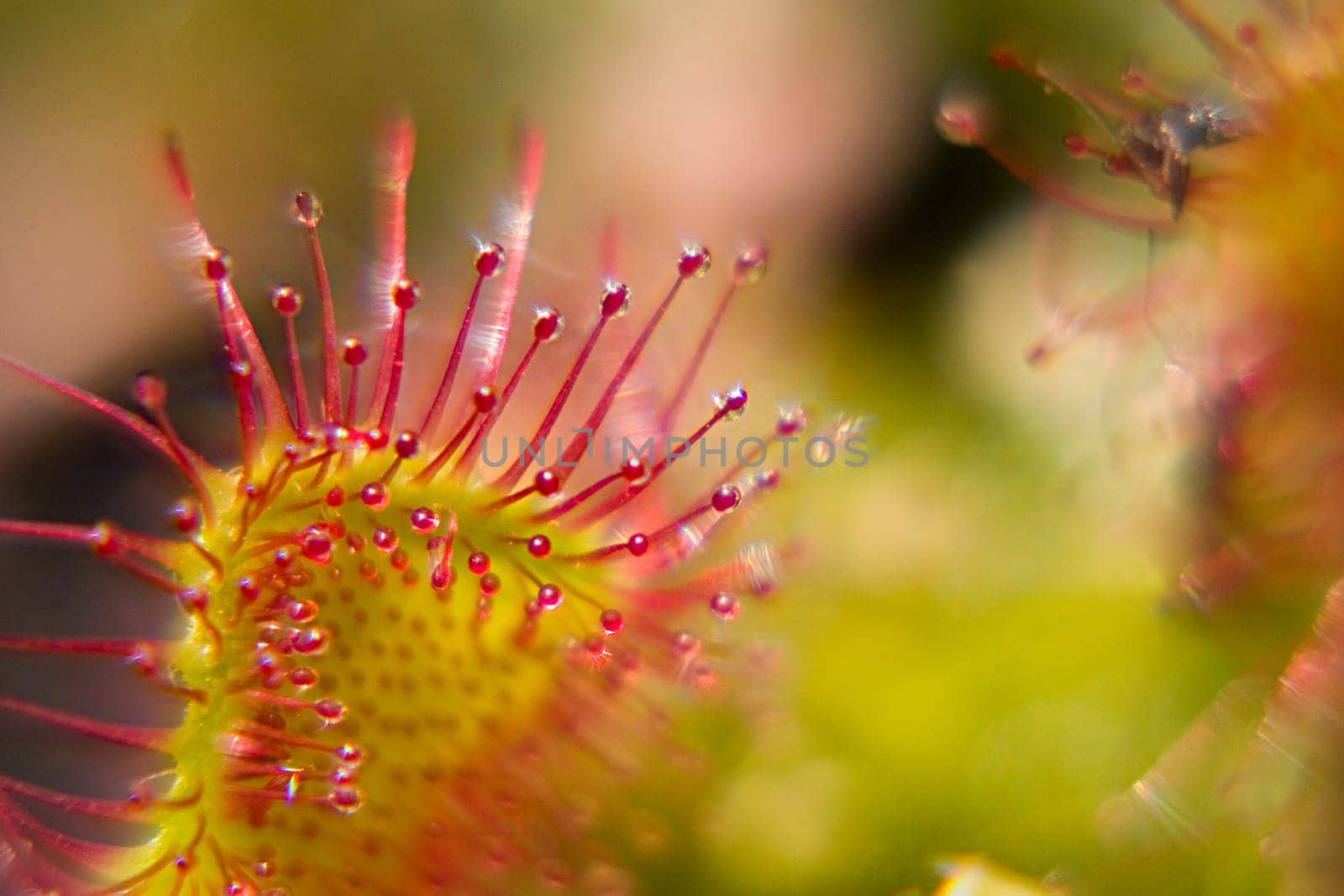 All carnivorous plants grow on extremely nutrient-poor soils and therefore depend on the nutrients of their prey. The sundew catches smaller insects with the help of sticky traps,which are reminiscent of dewdrops due to their appearance and thus