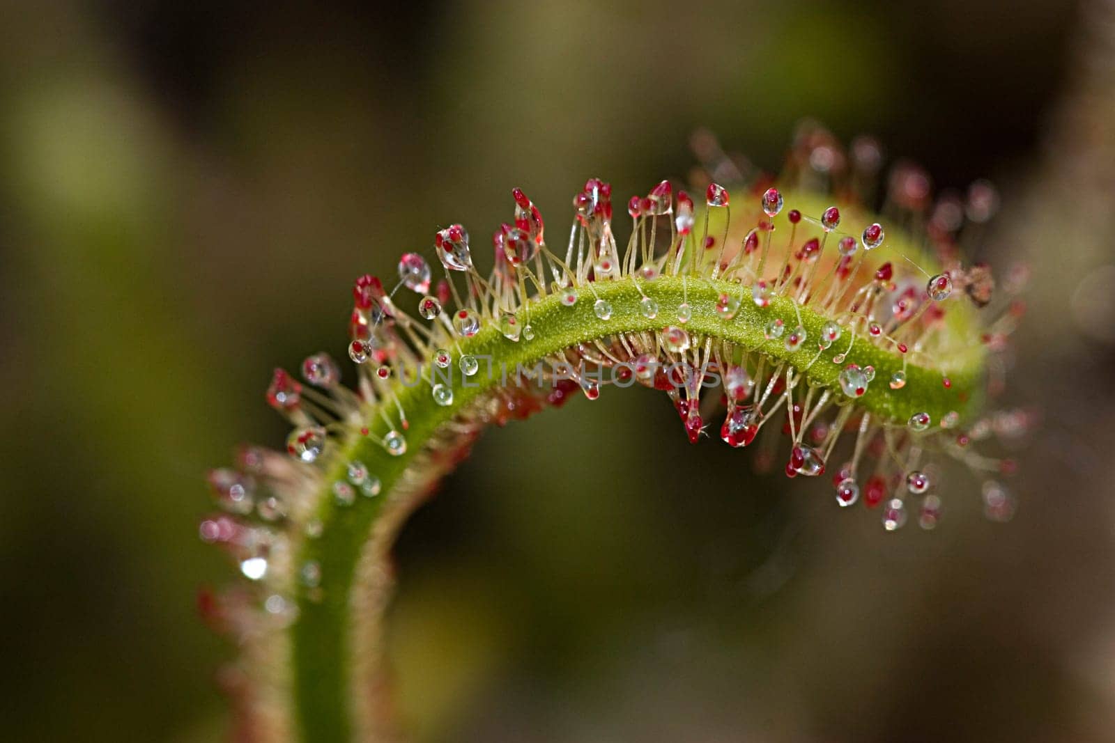 All carnivorous plants grow on extremely nutrient-poor soils and therefore depend on the nutrients of their prey. The sundew catches smaller insects with the help of sticky traps,which are reminiscent of dewdrops due to their appearance and thus
