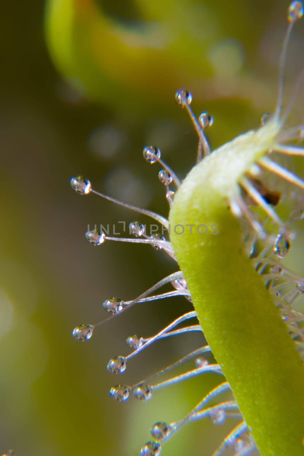 All carnivorous plants grow on extremely nutrient-poor soils and therefore depend on the nutrients of their prey. The sundew catches smaller insects with the help of sticky traps,which are reminiscent of dewdrops due to their appearance and thus
