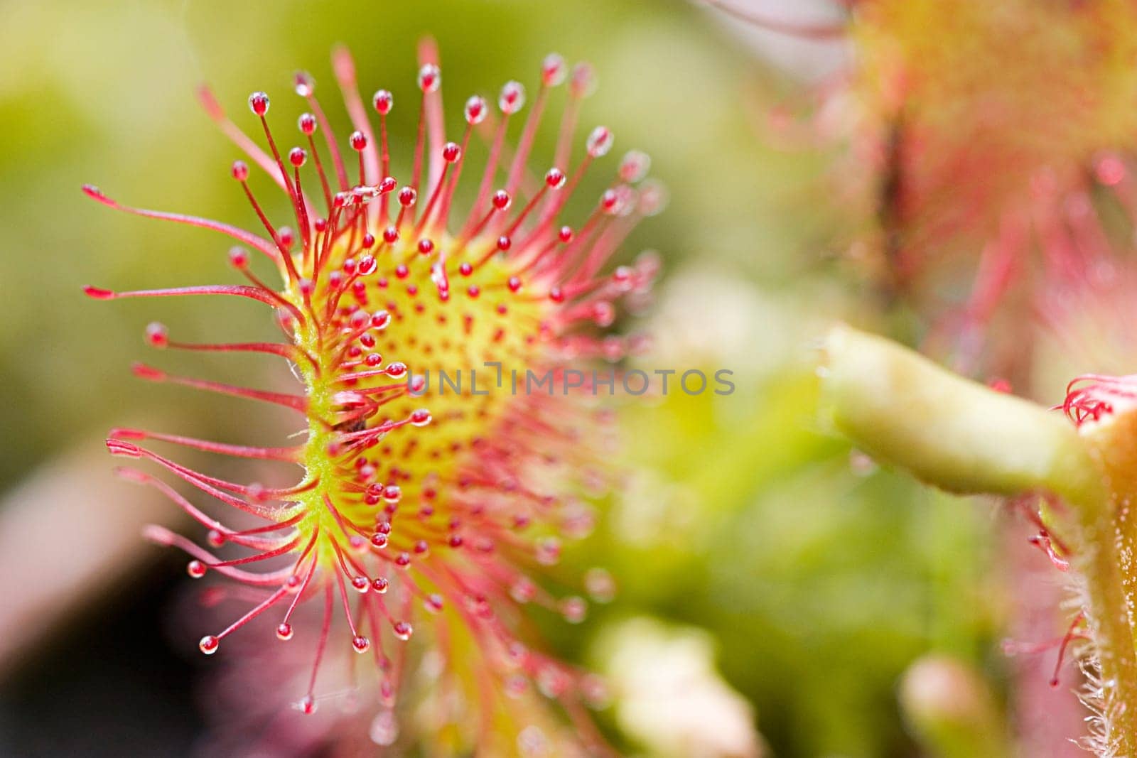 All carnivorous plants grow on extremely nutrient-poor soils and therefore depend on the nutrients of their prey. The sundew catches smaller insects with the help of sticky traps,which are reminiscent of dewdrops due to their appearance and thus