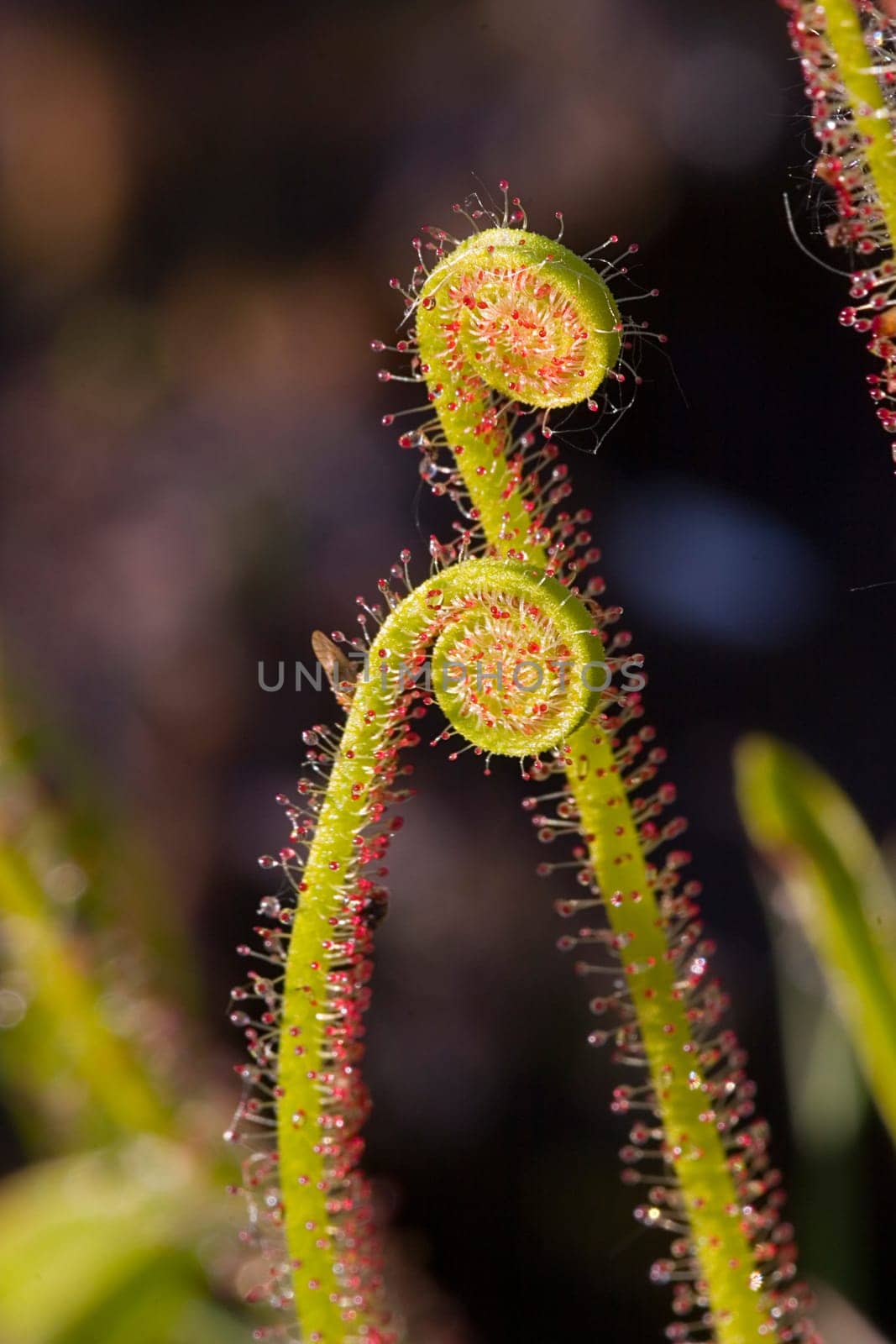 All carnivorous plants grow on extremely nutrient-poor soils and therefore depend on the nutrients of their prey. The sundew catches smaller insects with the help of sticky traps,which are reminiscent of dewdrops due to their appearance and thus