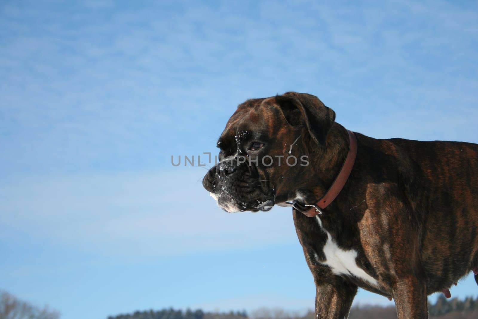 Boxer Luna exhausted