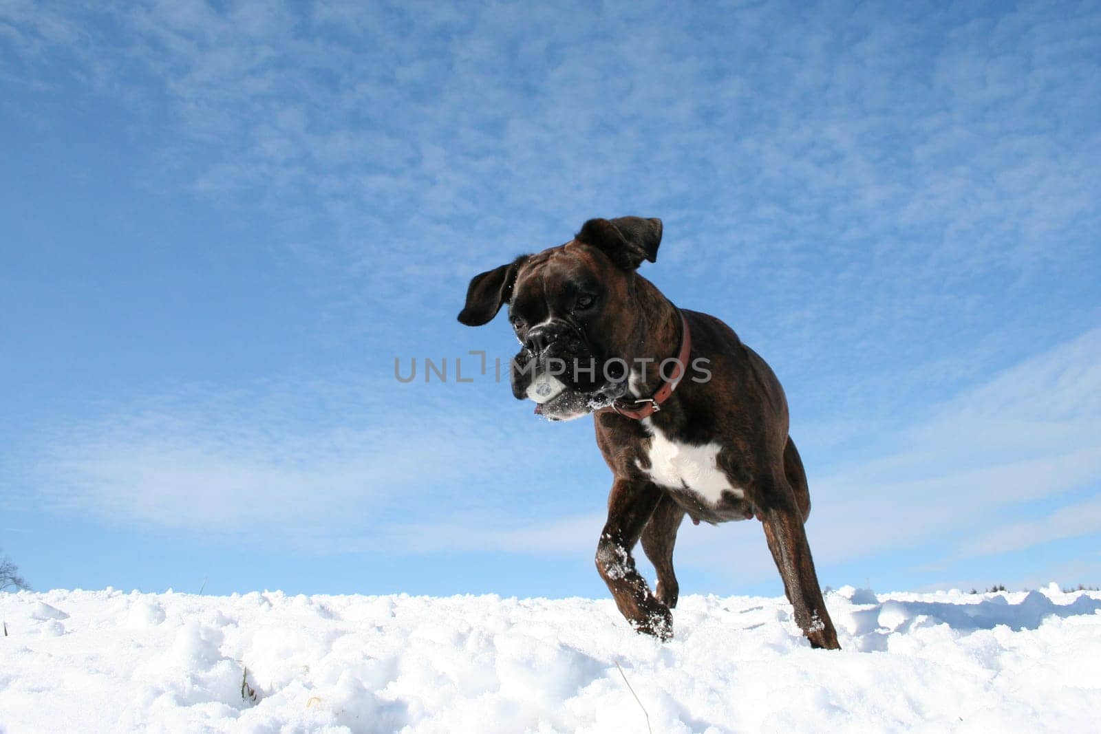 Boxer Luna with ball in the snow