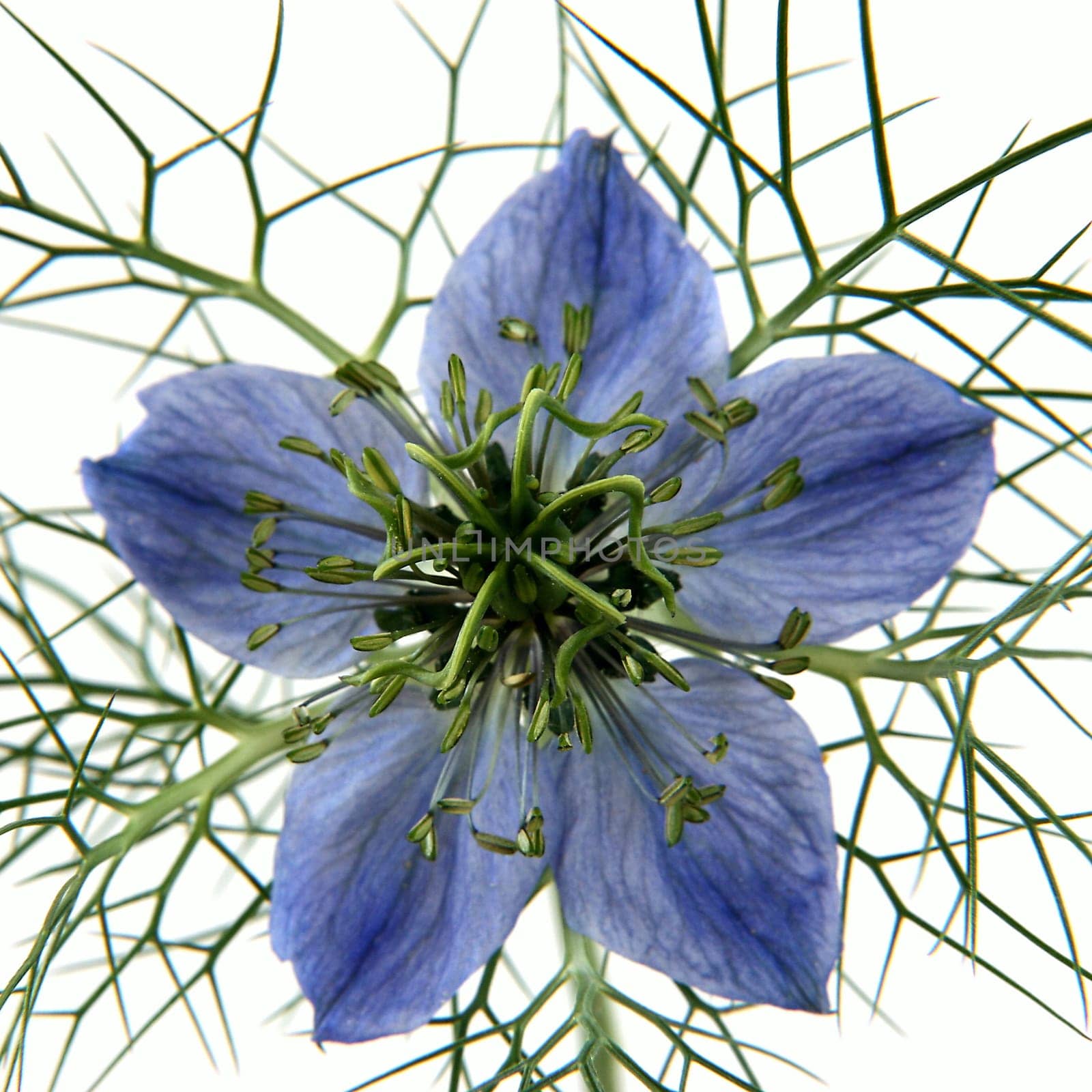 Nigella