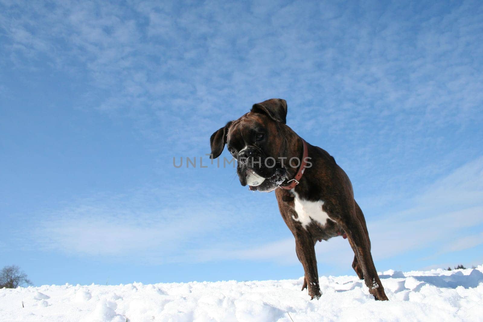 Boxer playing soccer in the snow