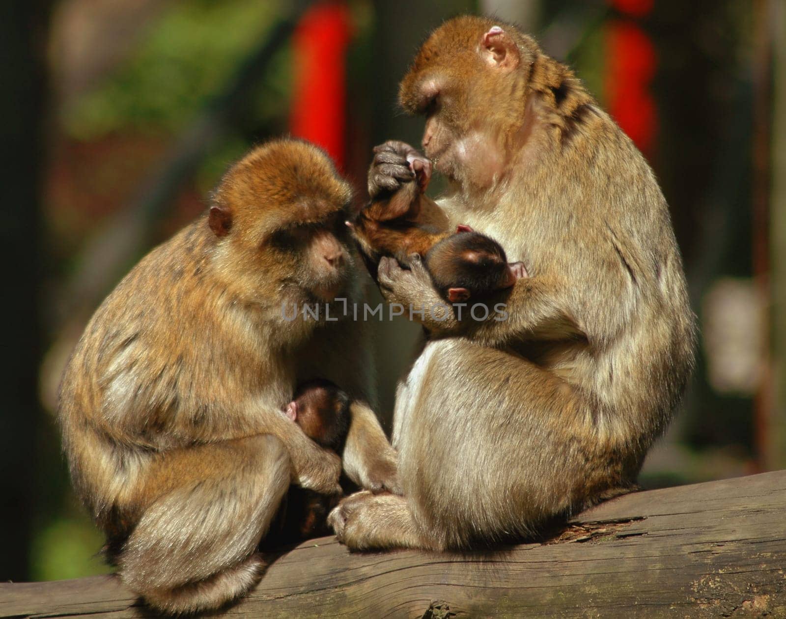 Maternity counselling