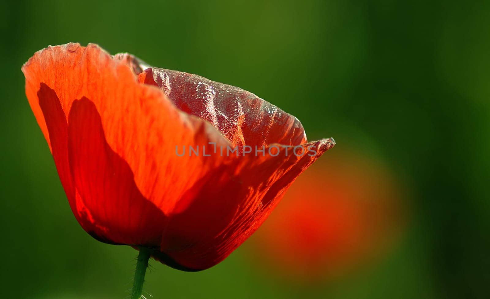 Morning dew