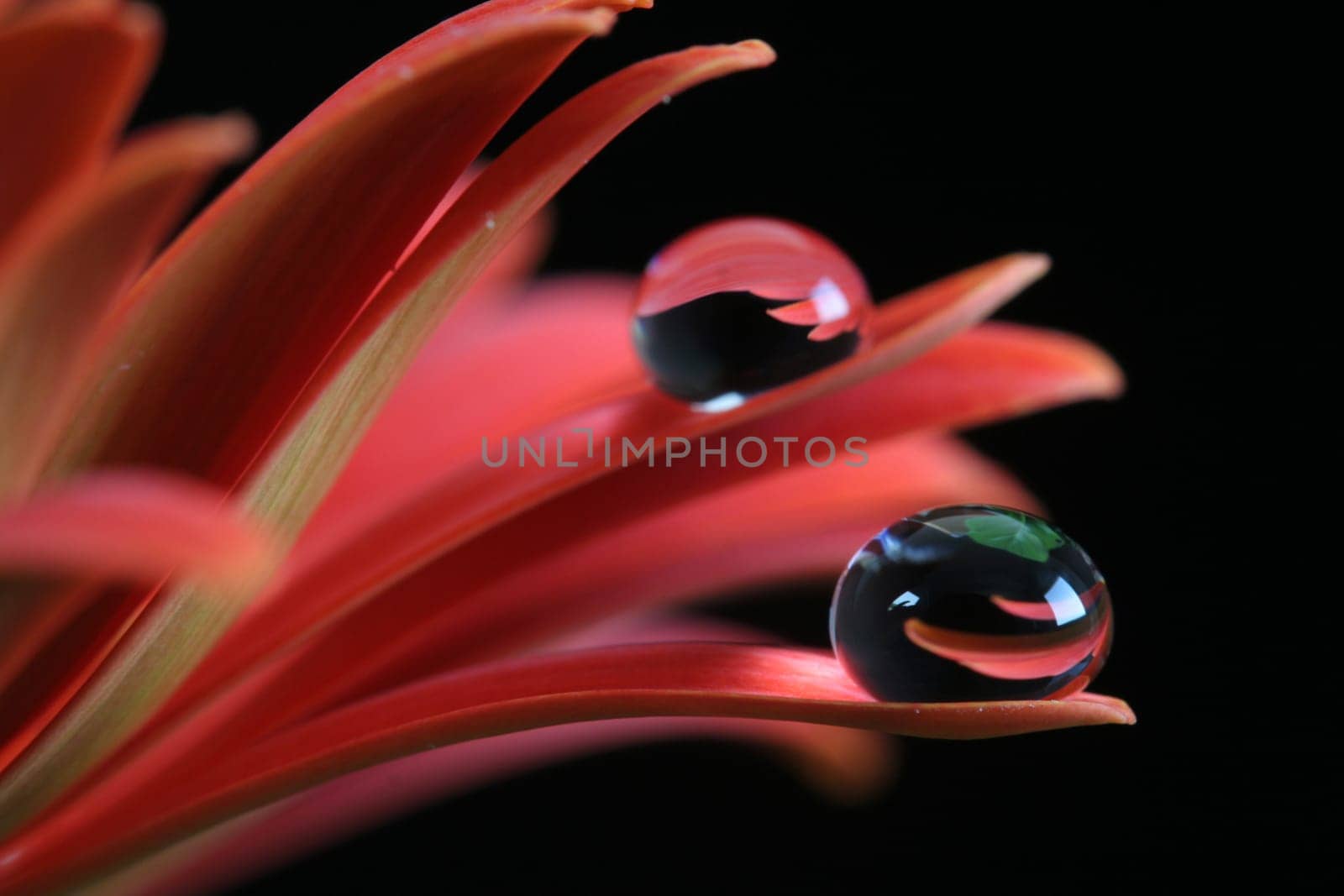 Gerbera with drops II
