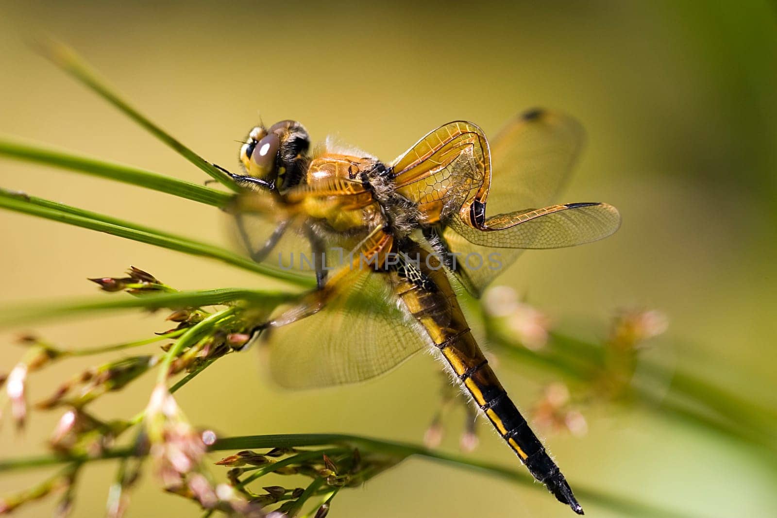 In the heat of the last few days,this dragonfly apparently could not inflate the wings in time until they dried,causing one wing to stick together. She could hardly fly and is already the victim of the next sparrow shortly after the photo