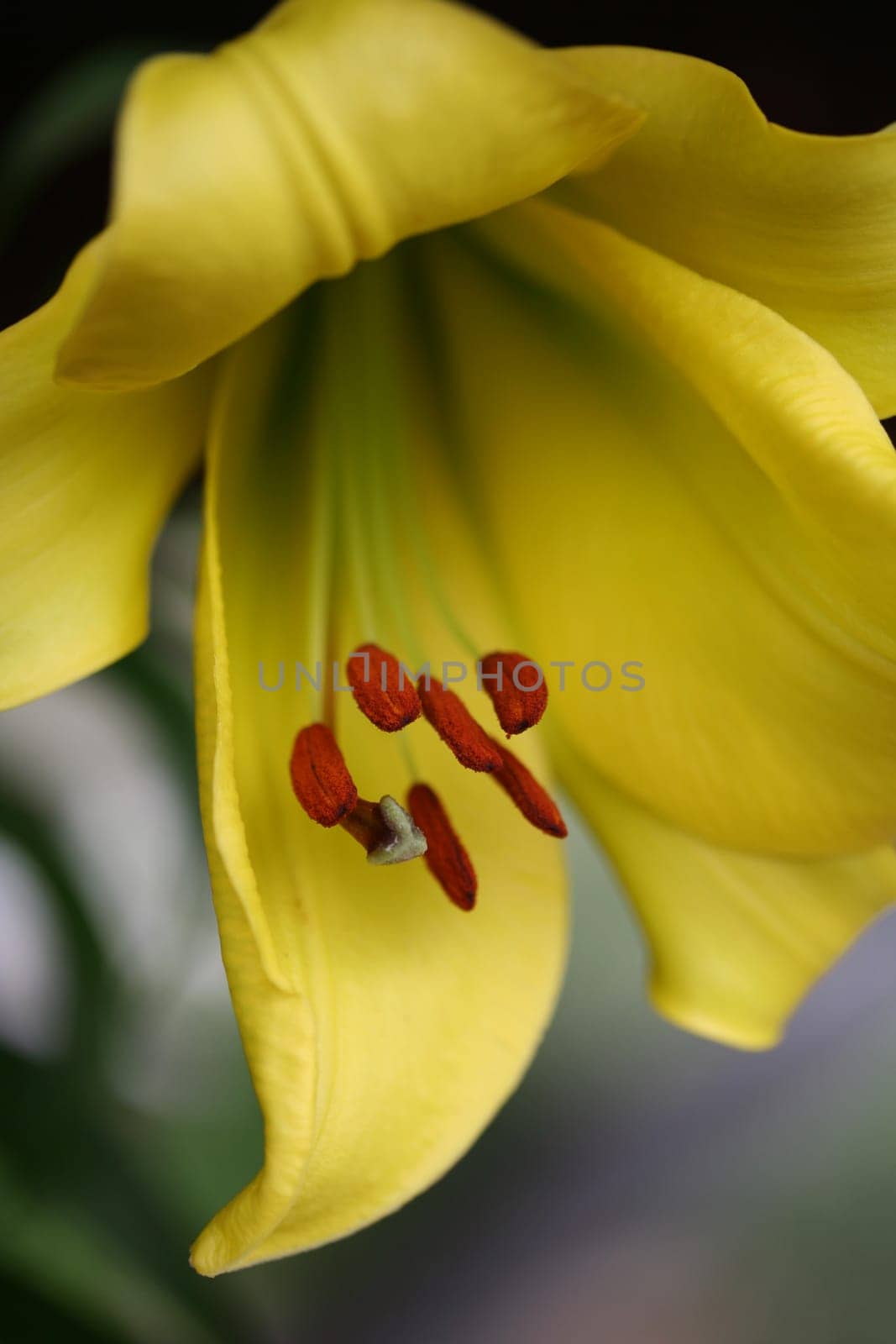 Lily