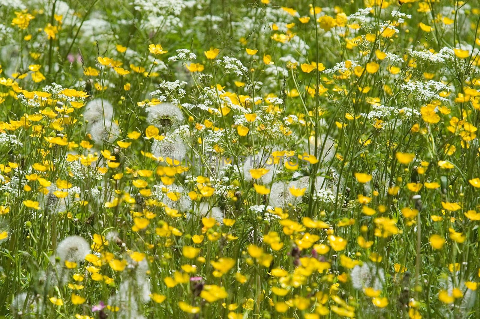 Summer meadow